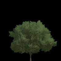 Asset preview